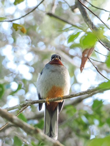 Rufous-throated Solitaire (Myadestes genibarbis), photo 4