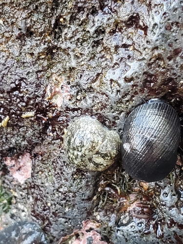 Smaragdinella observed 2026-01-25