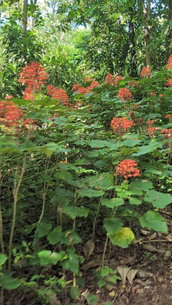 Mò đỏ – Clerodendrum paniculatum