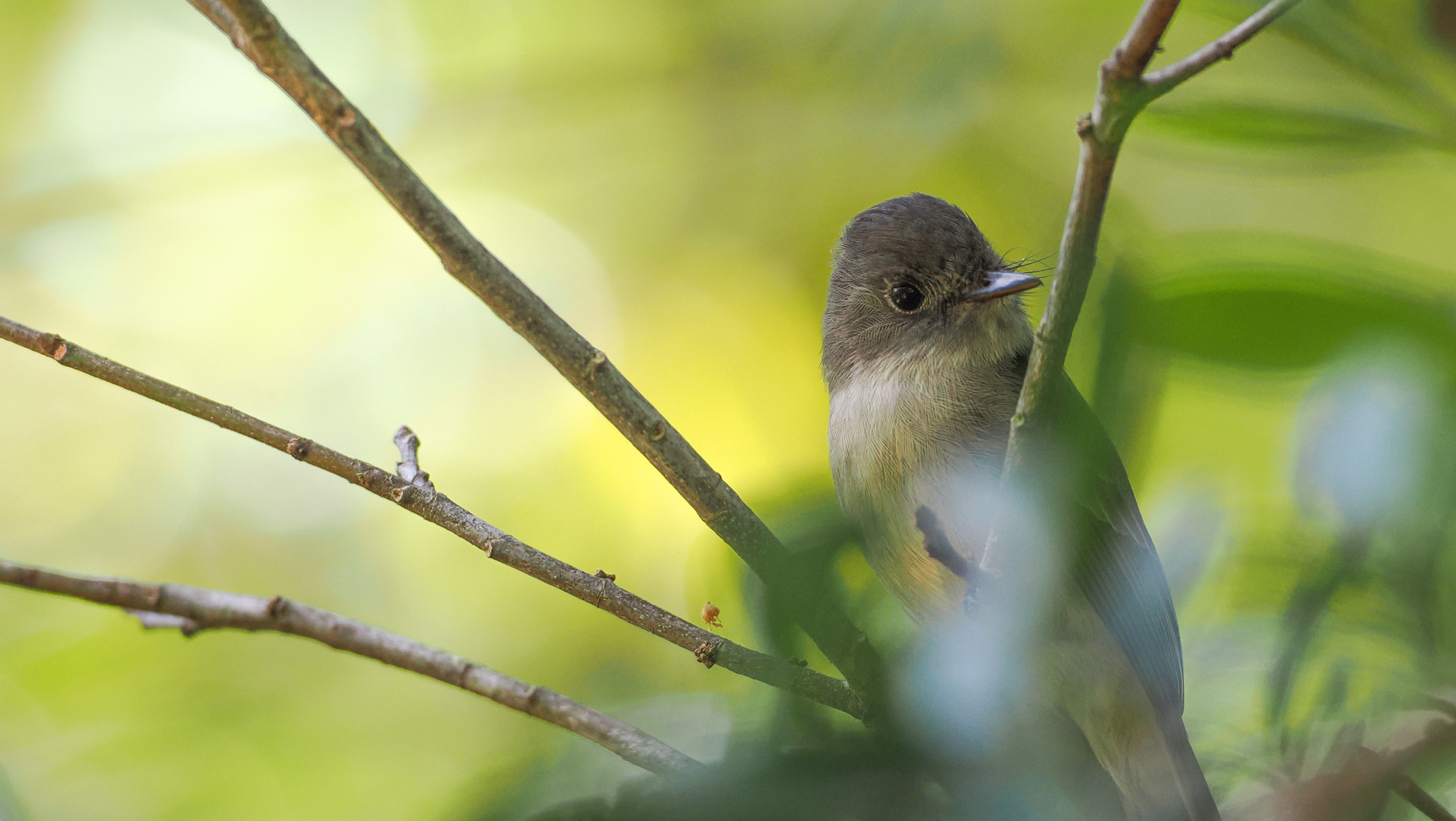 Hispaniolan Pewee (Contopus hispaniolensis), photo 5