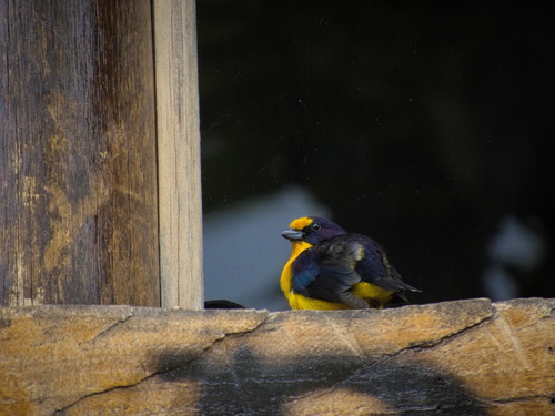 Violaceous Euphonia (Euphonia violacea), photo 6