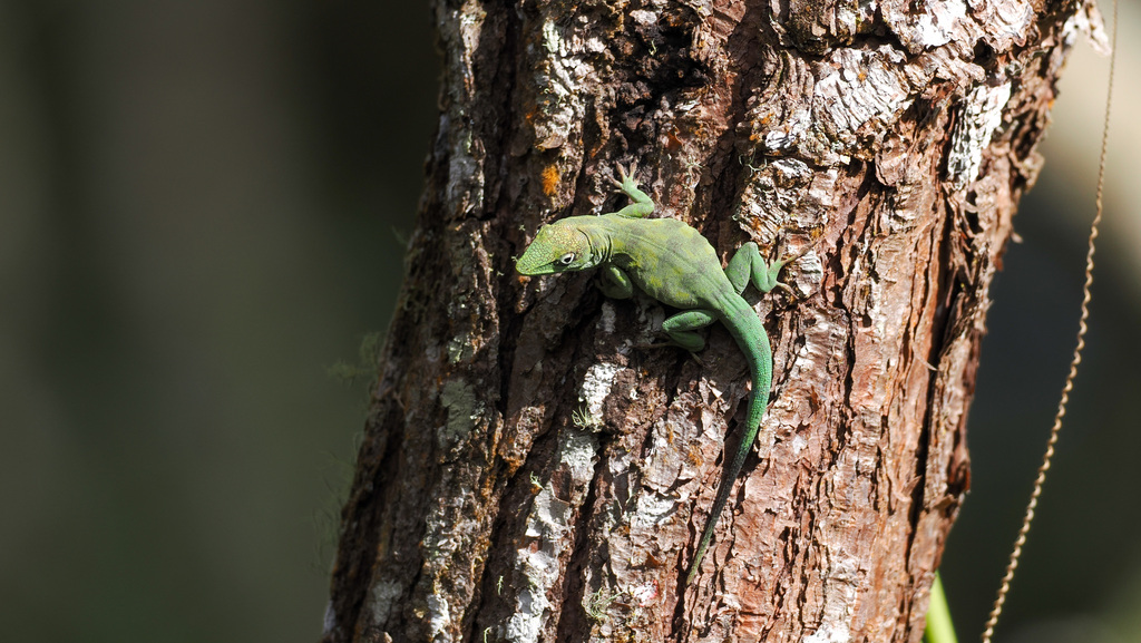 La Selle Twig Anole