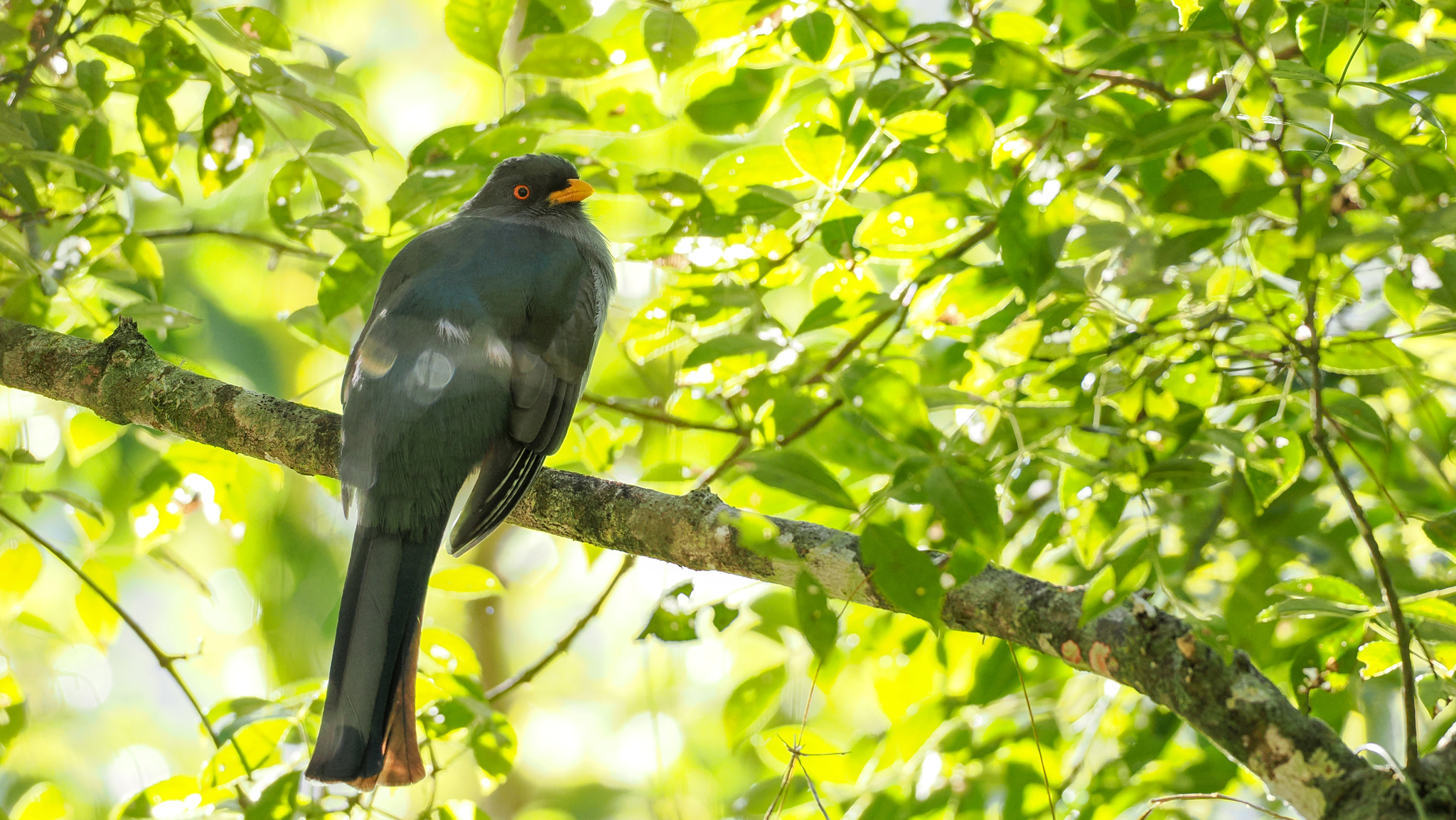 Hispaniolan Trogon (Priotelus roseigaster), photo 1