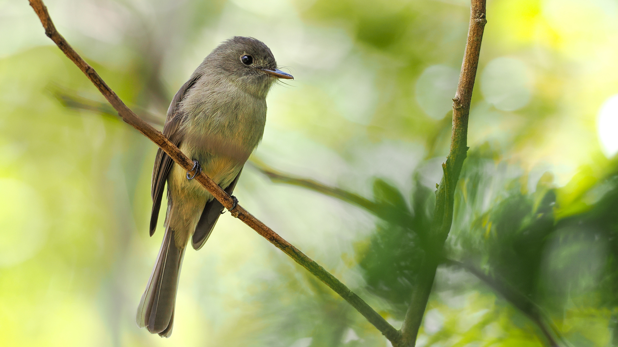 Hispaniolan Pewee (Contopus hispaniolensis), photo 3
