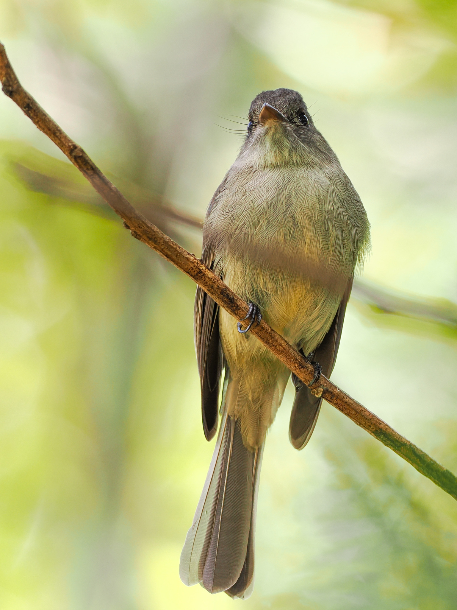 Hispaniolan Pewee (Contopus hispaniolensis), photo 4