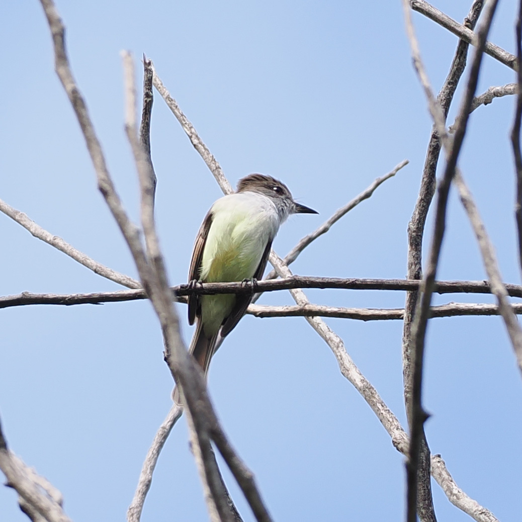 Stolid Flycatcher (Myiarchus stolidus), photo 1