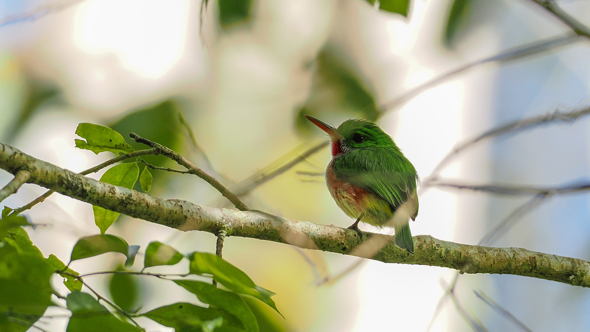 Broad-billed Tody (Todus subulatus), photo 3
