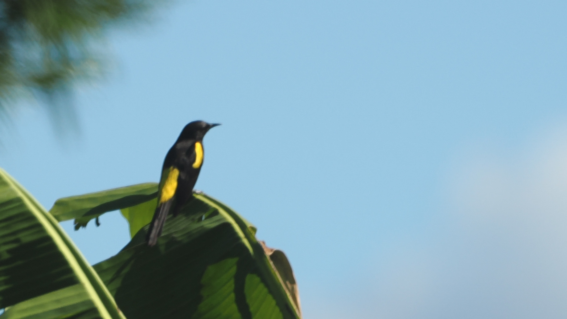 Hispaniolan Oriole (Icterus dominicensis), photo 1