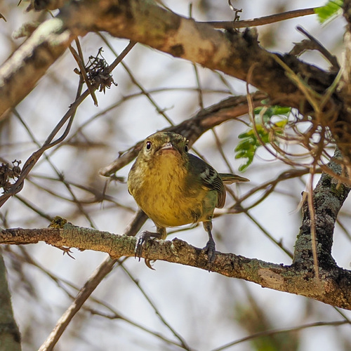 Flat-billed Vireo (Vireo nanus), photo 2
