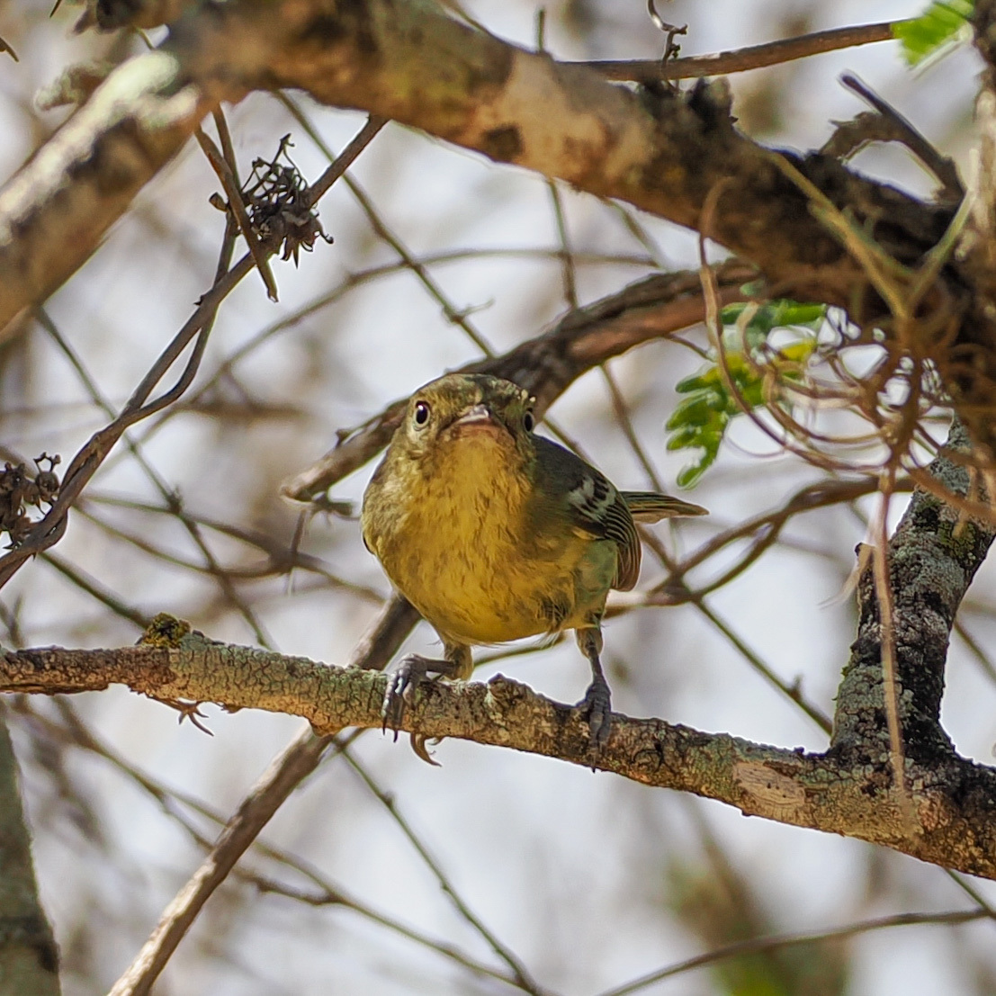 Flat-billed Vireo (Vireo nanus), photo 2
