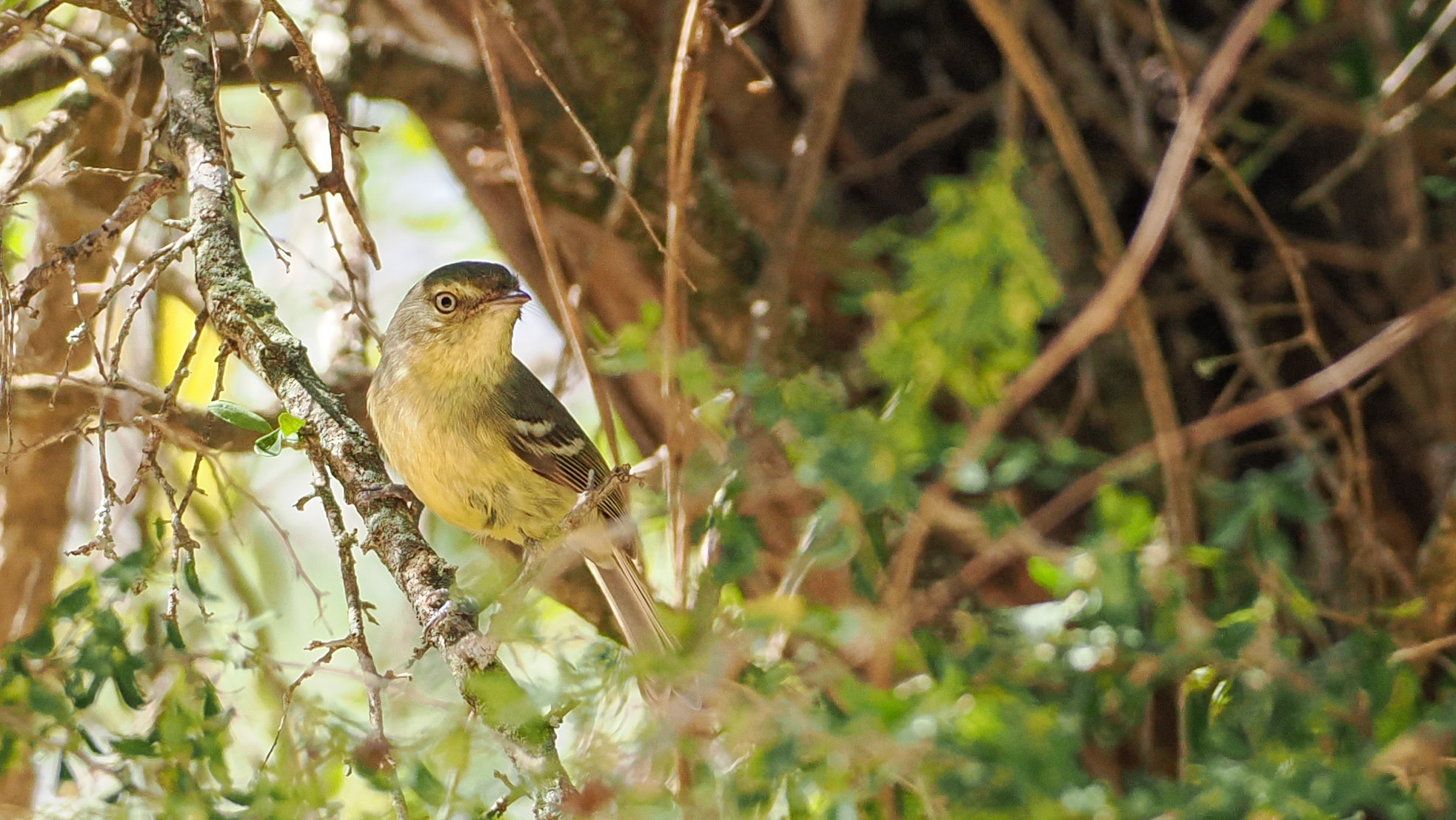 Flat-billed Vireo (Vireo nanus), photo 3