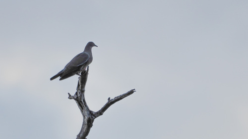 Plain Pigeon (Patagioenas inornata)