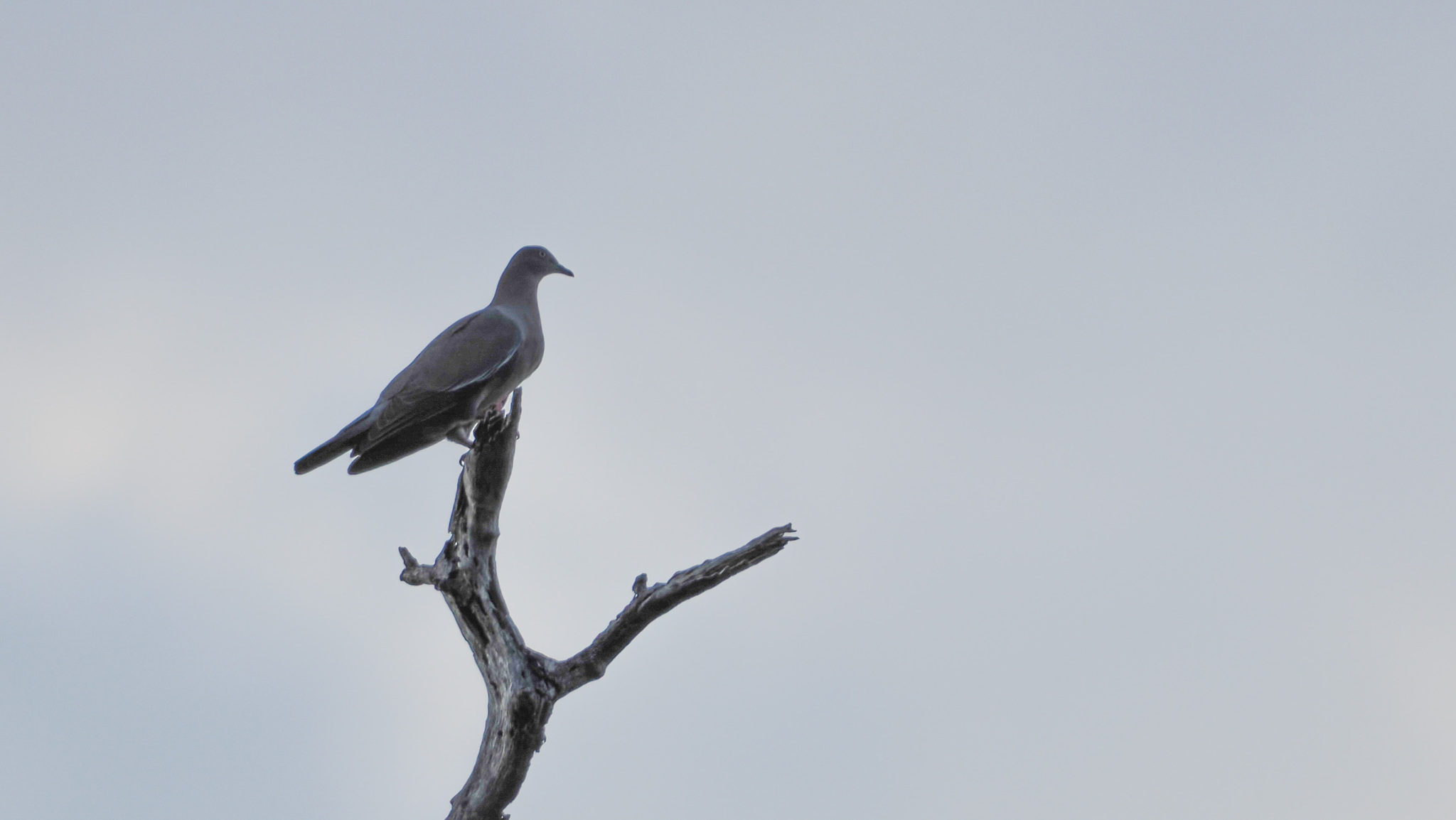 Plain Pigeon (Patagioenas inornata), photo 1
