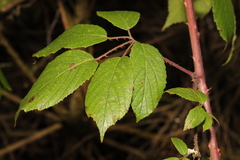 Rubus rufescens