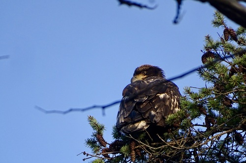 Bald Eagle