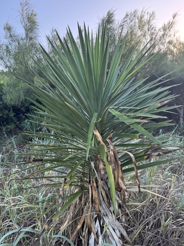 Daggerplant