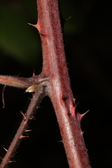Rubus rufescens