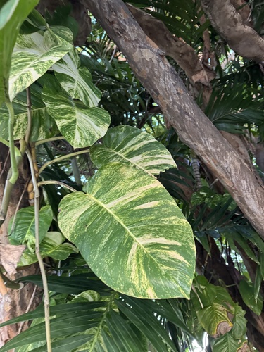 Foto de Jiboia