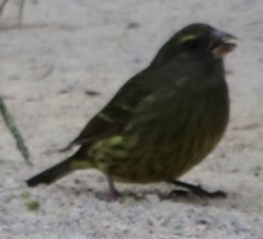 Crithagra scotops umbrosa