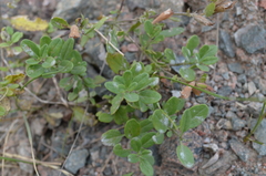 Dracocephalum diversifolium