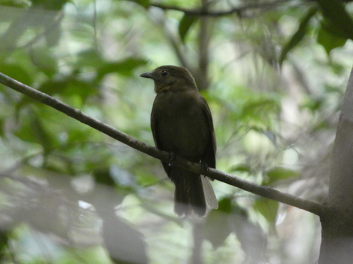 Brown-winged Schiffornis (Schiffornis turdina)