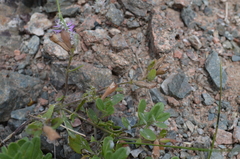 Dracocephalum diversifolium