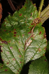 Stigmella aurella
