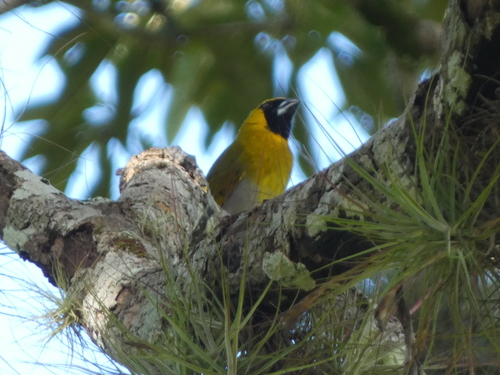 Black-faced Grosbeak (Caryothraustes poliogaster), photo 1