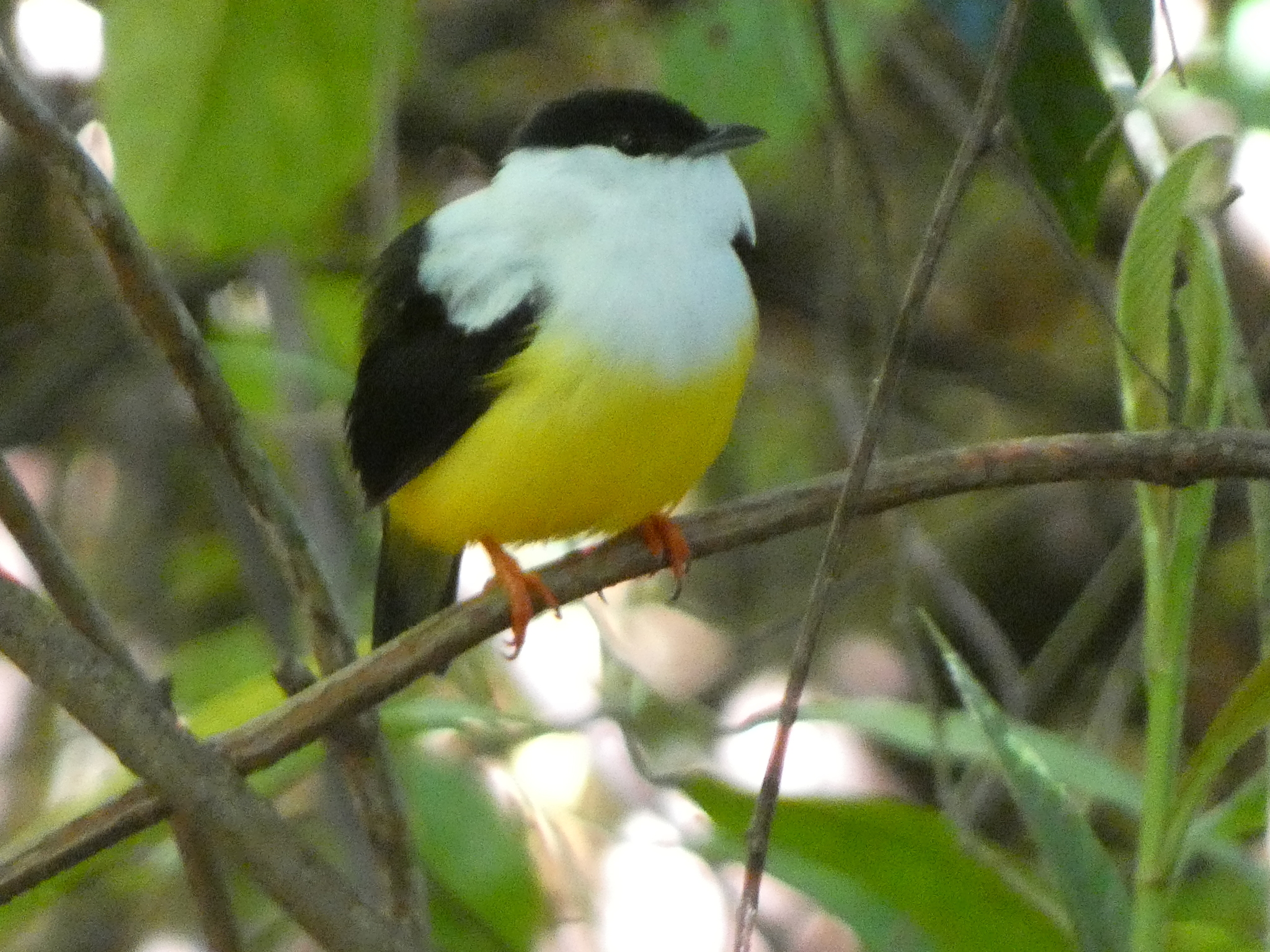 White-collared Manakin (Manacus candei), photo 6