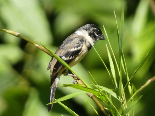 Morelet's Seedeater (Sporophila morelleti)