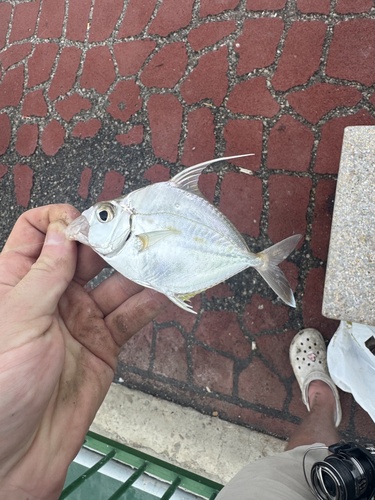 Banded ponyfish (Aurigequula fasciata) — Leiognathidae