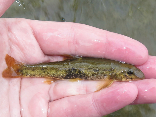 Longnose dace (Rhinichthys cataractae) — Cyprinidae — 4