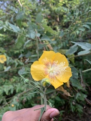 Abutilon persicum
