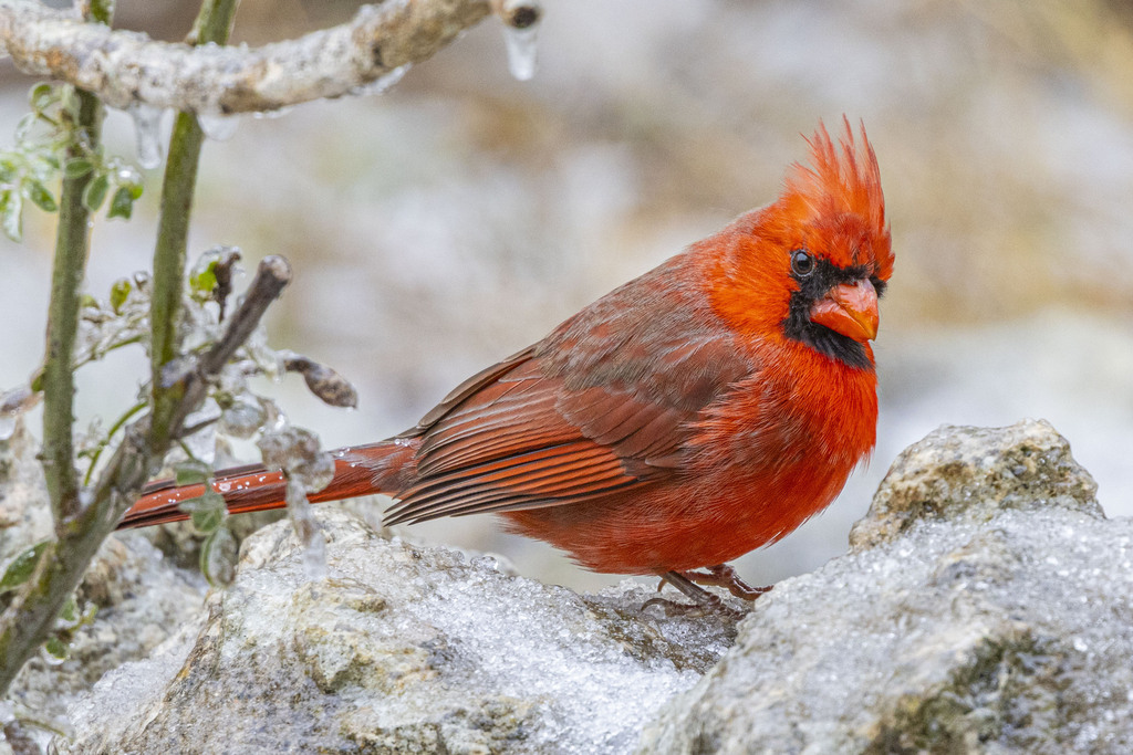 Northern Cardinal from Canyon Lake, TX, USA on January 25, 2026 at 09: ...