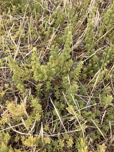 Dysphania multifida