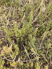 Dysphania multifida