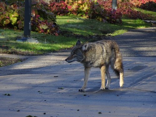 Coyote