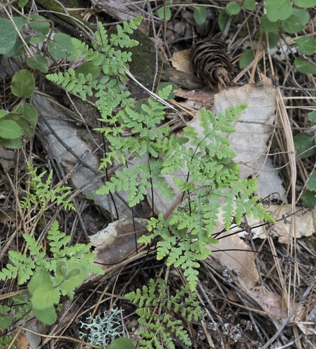 Pentagramma triangularis ssp. semipallida