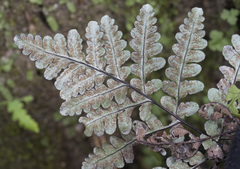 Pentagramma triangularis semipallida