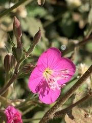 Oenothera rosea