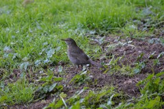Turdus merula