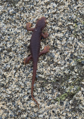 Taricha sierrae