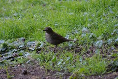 Turdus merula