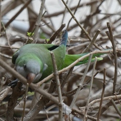 Myiopsitta monachus