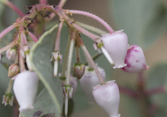 Arctostaphylos viscida viscida