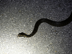 Nerodia fasciata × clarkii