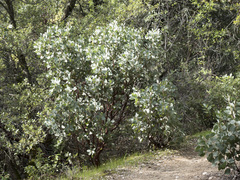 Arctostaphylos viscida viscida