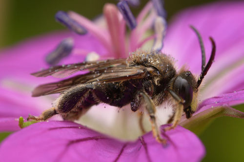 Foto von Auen-Schenkelbiene