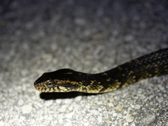 Nerodia fasciata × clarkii