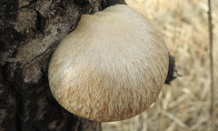 Pleurotus calyptratus